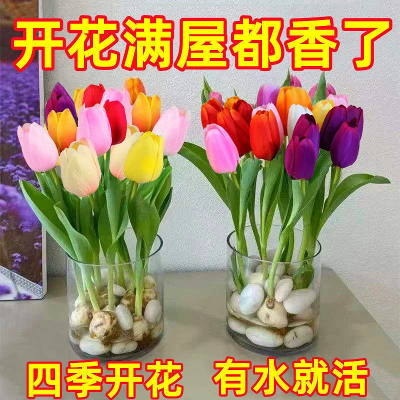 【新疆西藏包邮】拍1发5颗水培郁金香 四季盆栽花卉植物