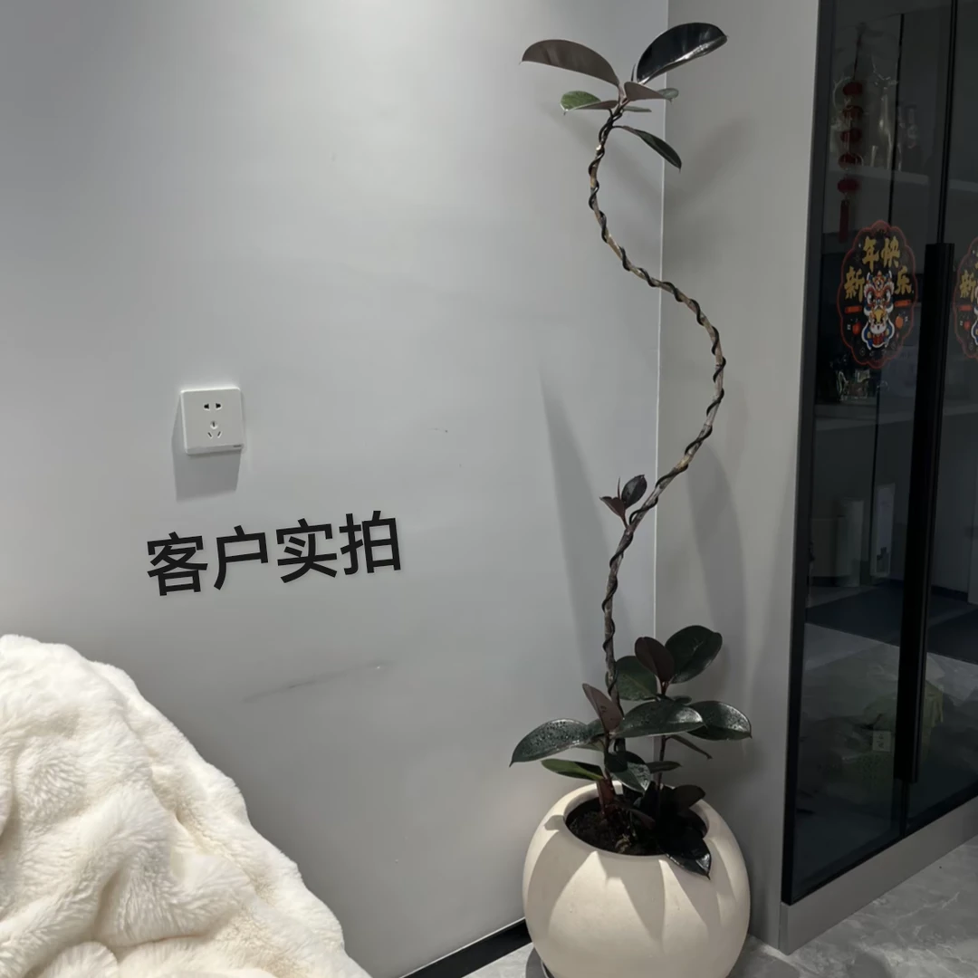 造型黑金刚-橡皮树（寸鸿花木）精品-高端货+优质售后服务+上楼快递