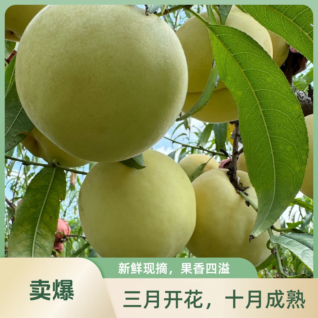 映霜红冬桃脆甜多汁香味浓果园现摘现发