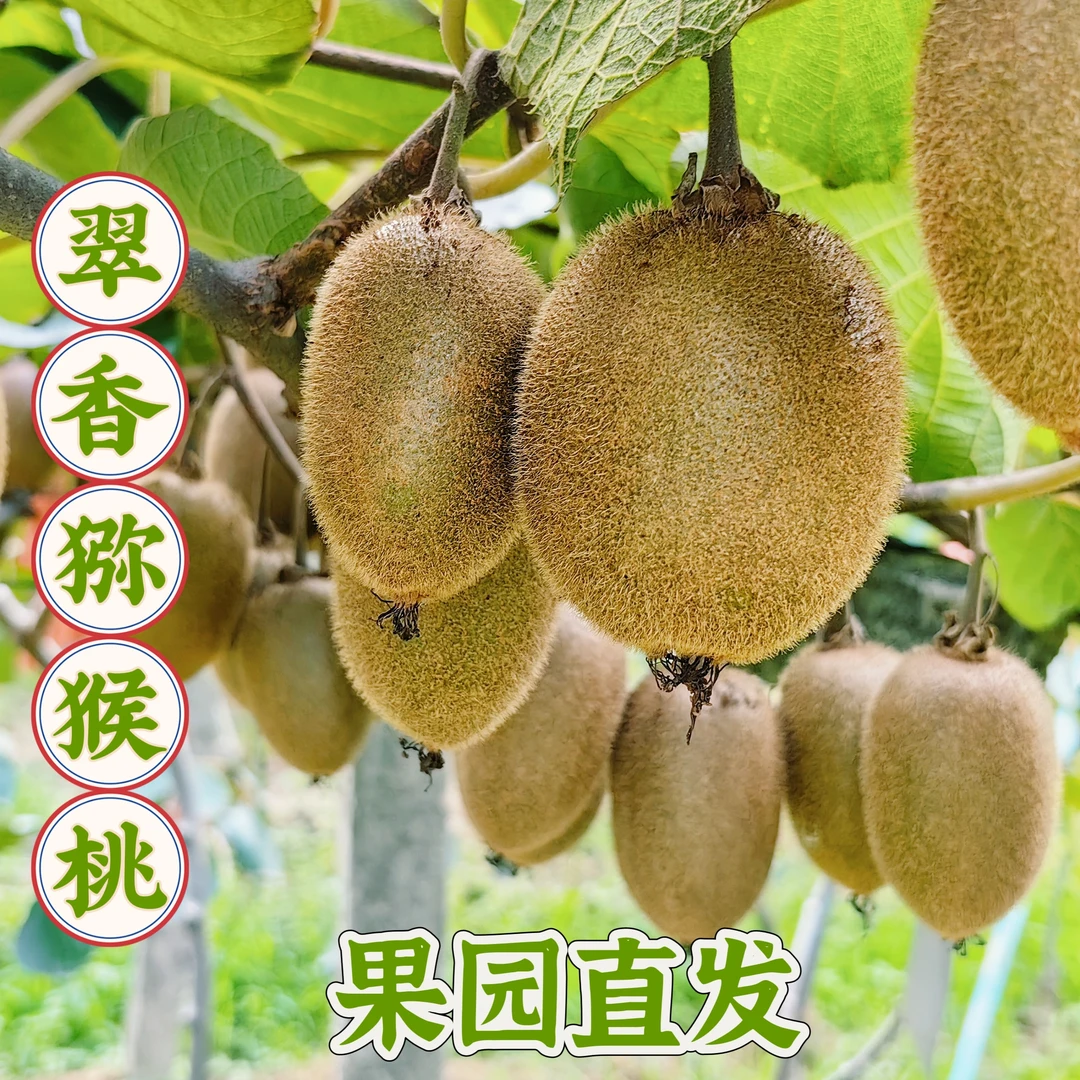 大果（翠香猕猴桃）正宗周至绿心猕猴桃产地直发当季新鲜奇异果包邮