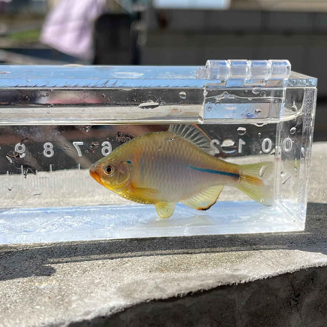 彩石鳑鲏鱼小型冷水观赏鱼好养耐活中华鳑鲏鱼包邮包损