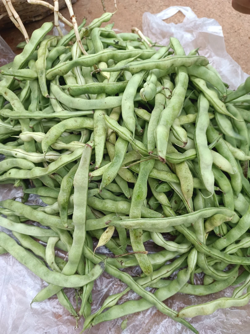 云南农家自种四季豆