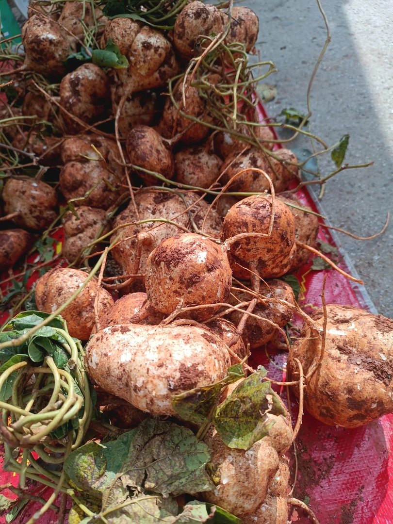 云南农家自种地瓜