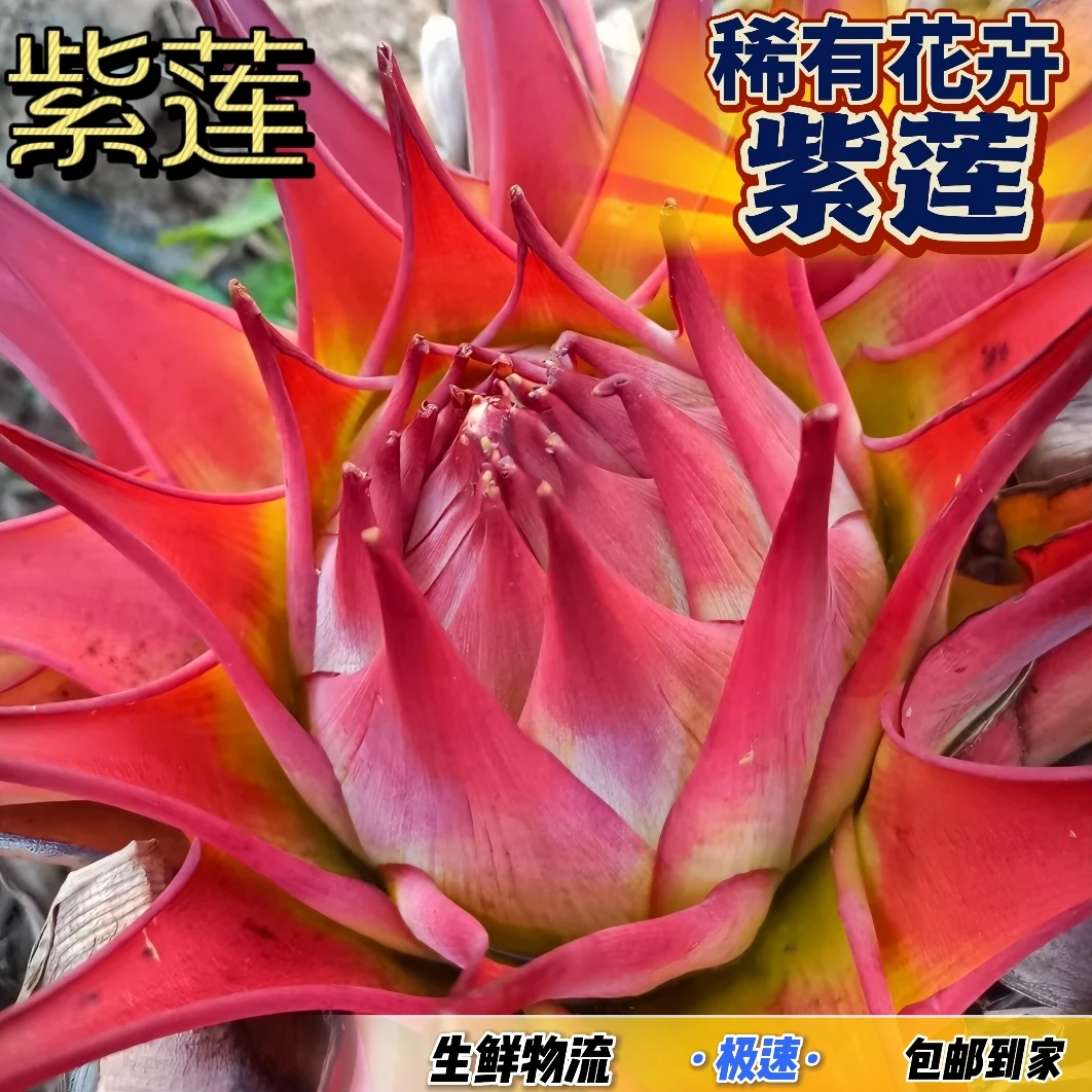 新款大型尊贵稀有地涌紫莲花高端奇异盆栽