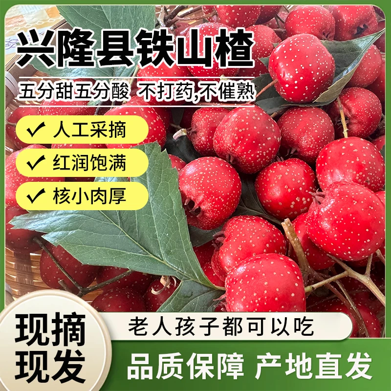 【坏果包赔】兴隆特产水果甜山楂铁山楂儿童老人开胃糖葫芦酸甜可口