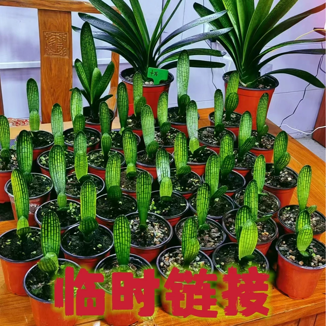 新疆西藏用君子兰直播