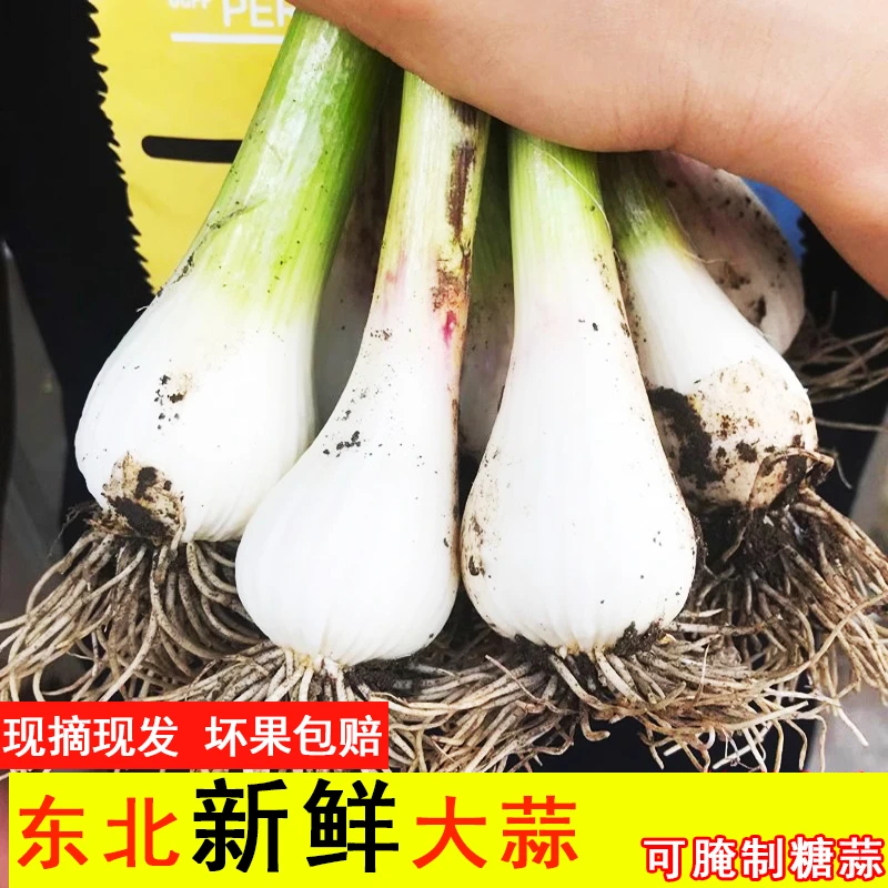 东北2025年新上市新鲜大蒜湿蒜蒜头现挖现发新鲜可腌糖蒜