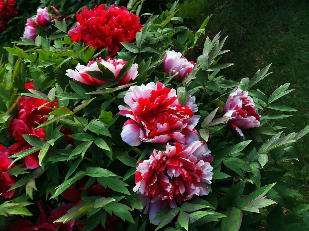 【岛津】牡丹壮苗土球洛阳基地直发