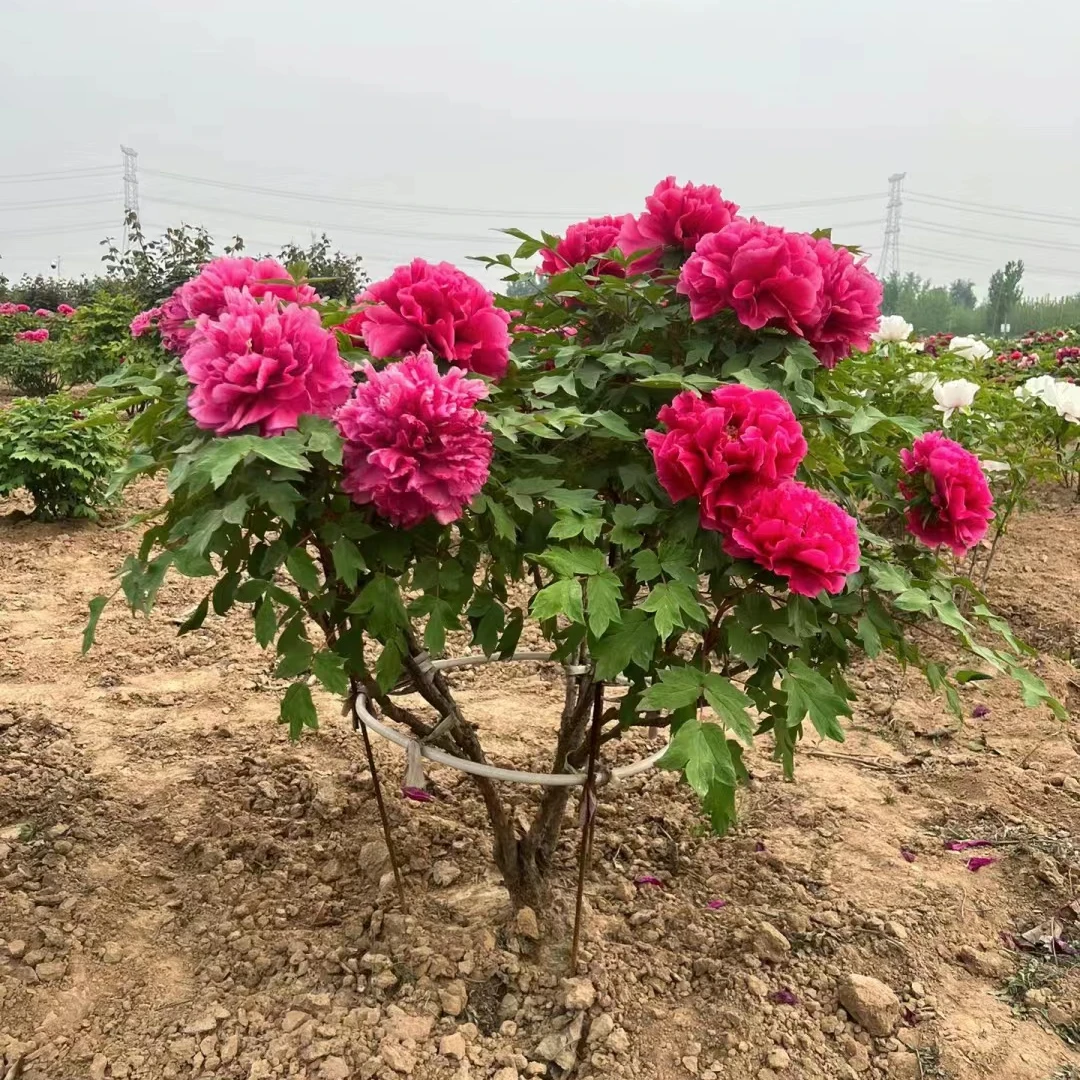 【洛阳牡丹壮苗裸根洛阳基地直发