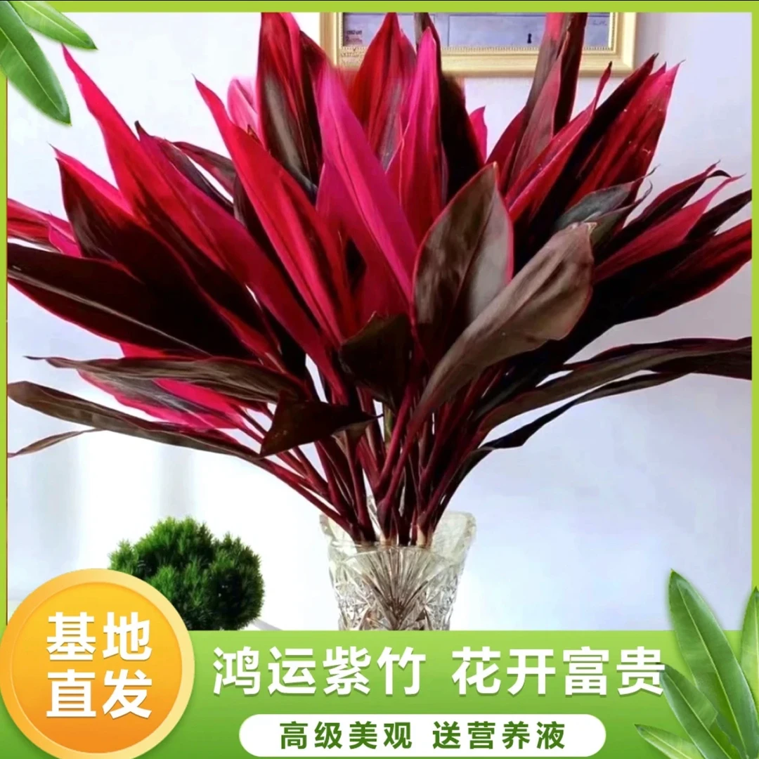 鸿运竹花开富贵红叶朱蕉水培土培10枝懒人绿植海南基地直发