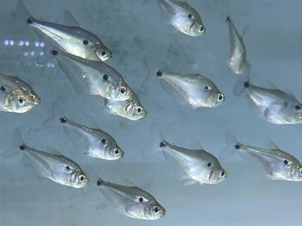 南美一点斧头龅牙8-10厘米1条