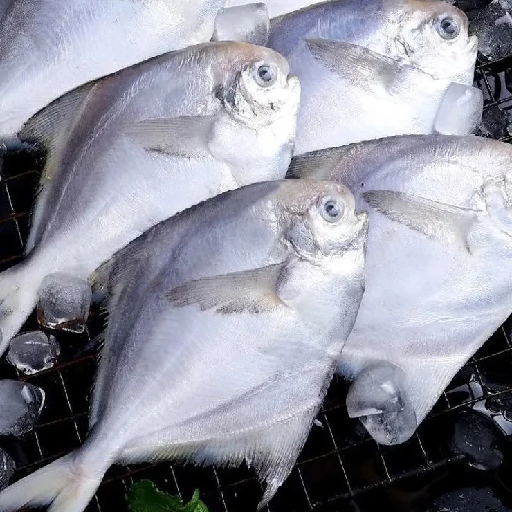 银鲳鱼（平鱼）每斤约5到7条（4斤装）送3包酥肉粉