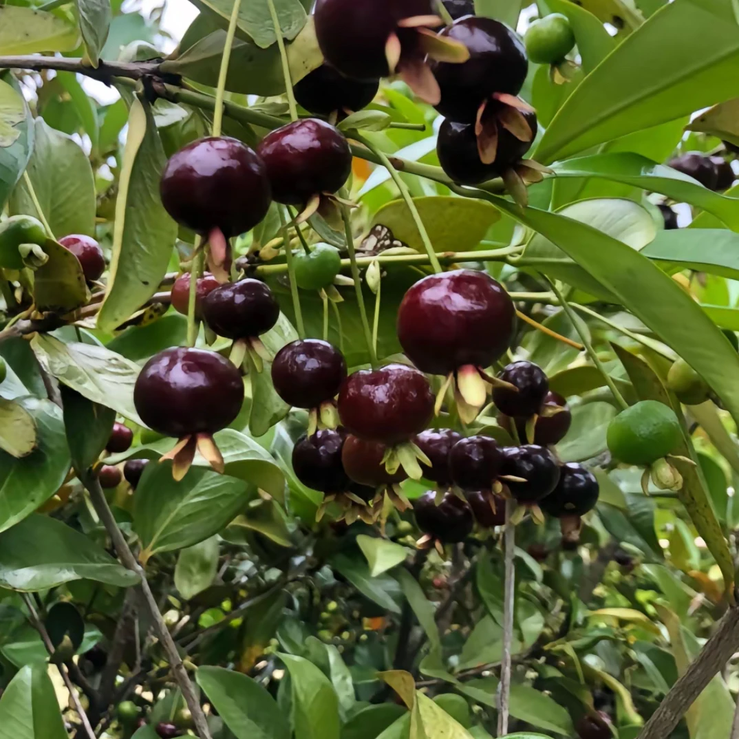 巴西樱桃一物一拍