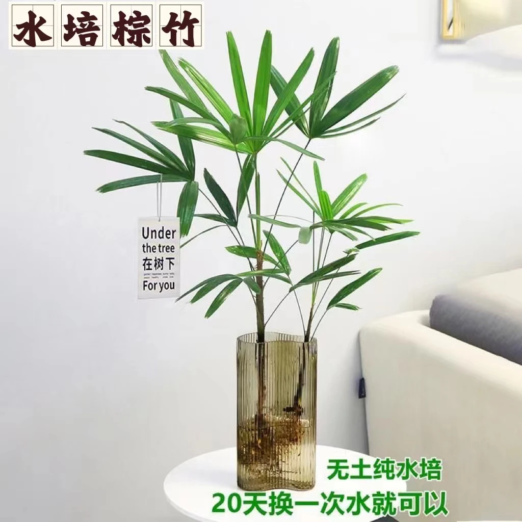水培植物棕竹大型盆栽室内好养耐阴竹四季富贵竹绿植水养观音竹