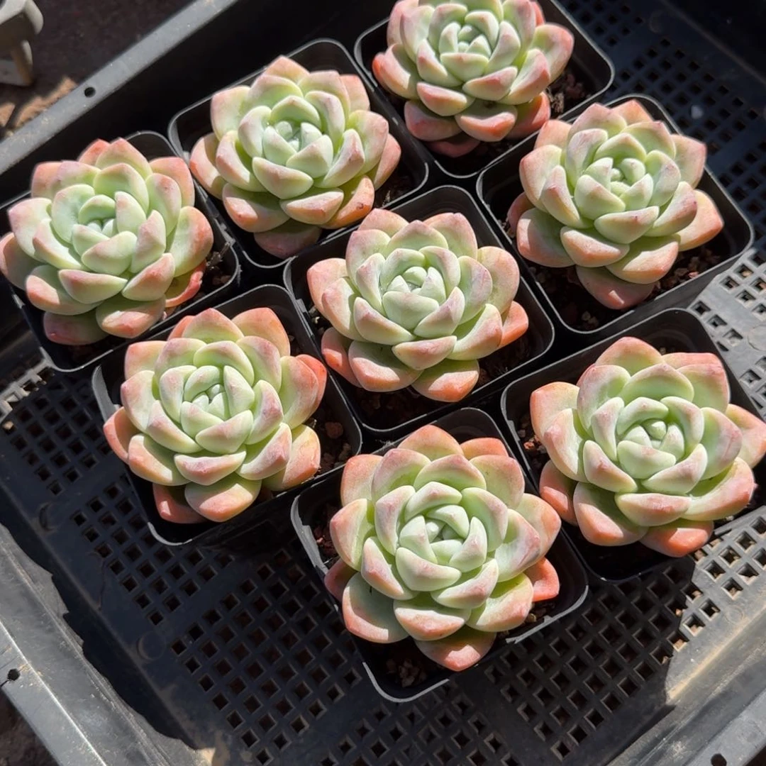 冰玉一组，6-7公分左右