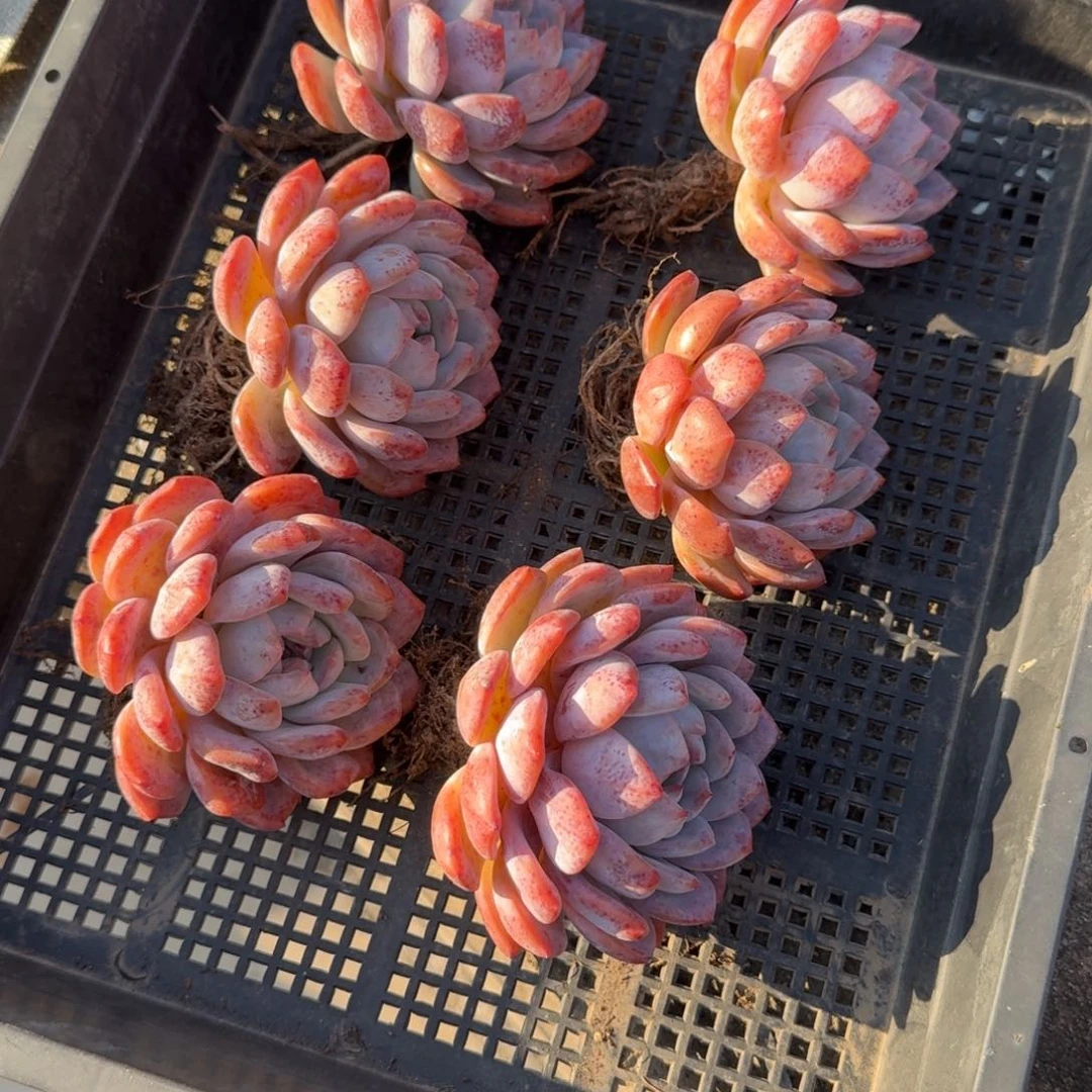 5年半老桩子，特价一组