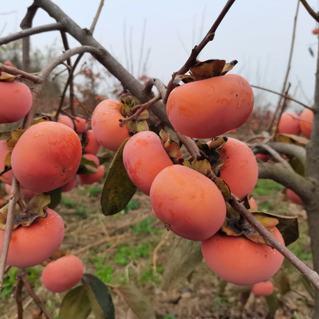 范一果陕西高原洋丰甜柿子脆柿子4.5斤大果新鲜水果包邮包赔产地