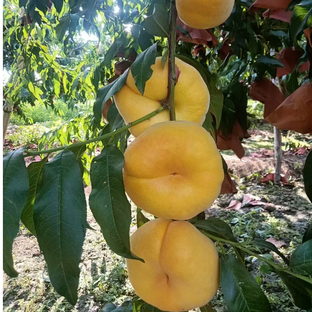 正宗平谷大桃—黄金蜜毛蟠桃精品5斤礼盒装！产地直发爆甜多汁新鲜水果北京市