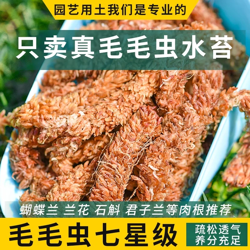 干水苔蝴蝶兰毛毛虫藓热植兰花爬宠乌龟垫材水台石斛保湿冬眠垫材