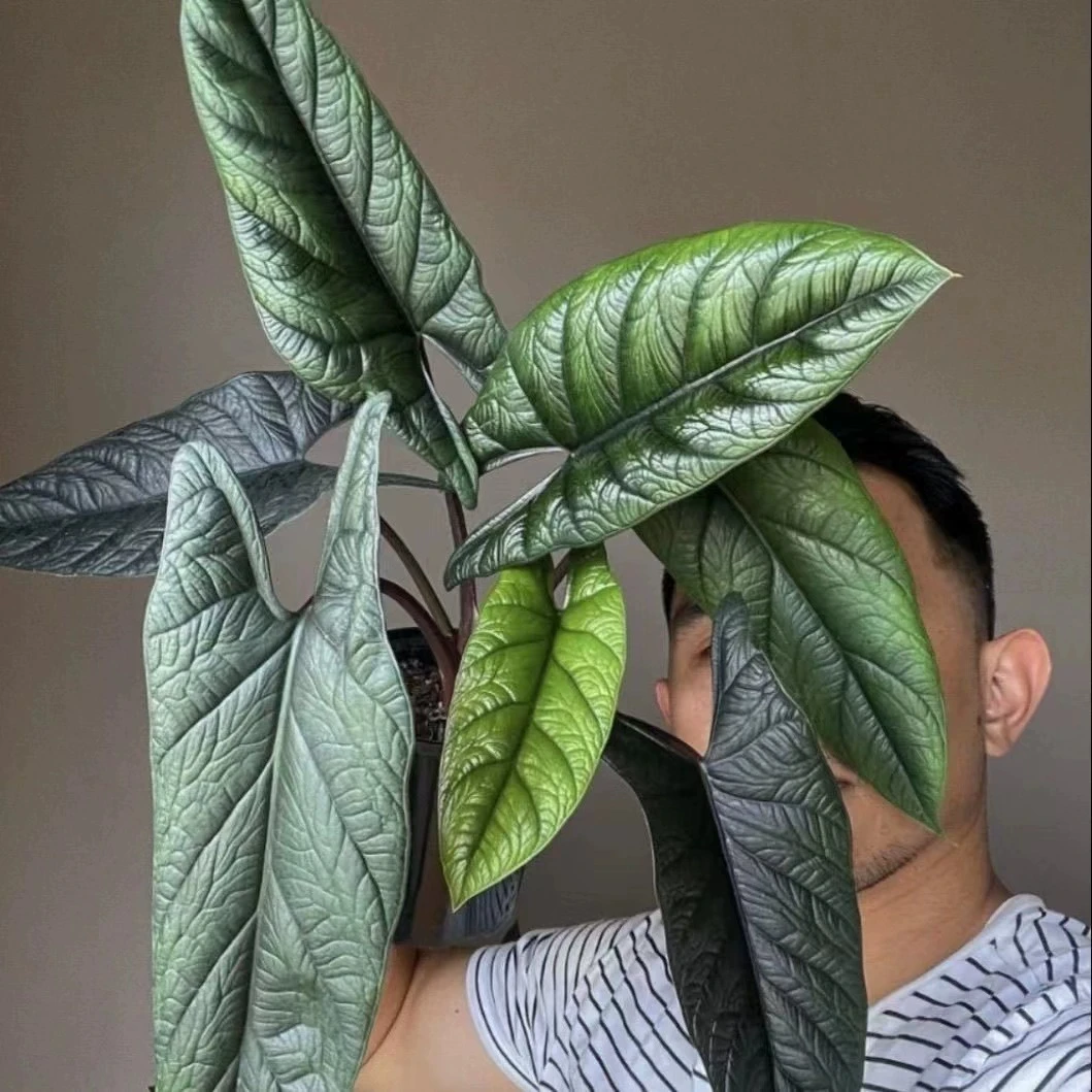 板盾海芋Alocasia scalprum炼狱蝰蛇盆栽绿植好养热植