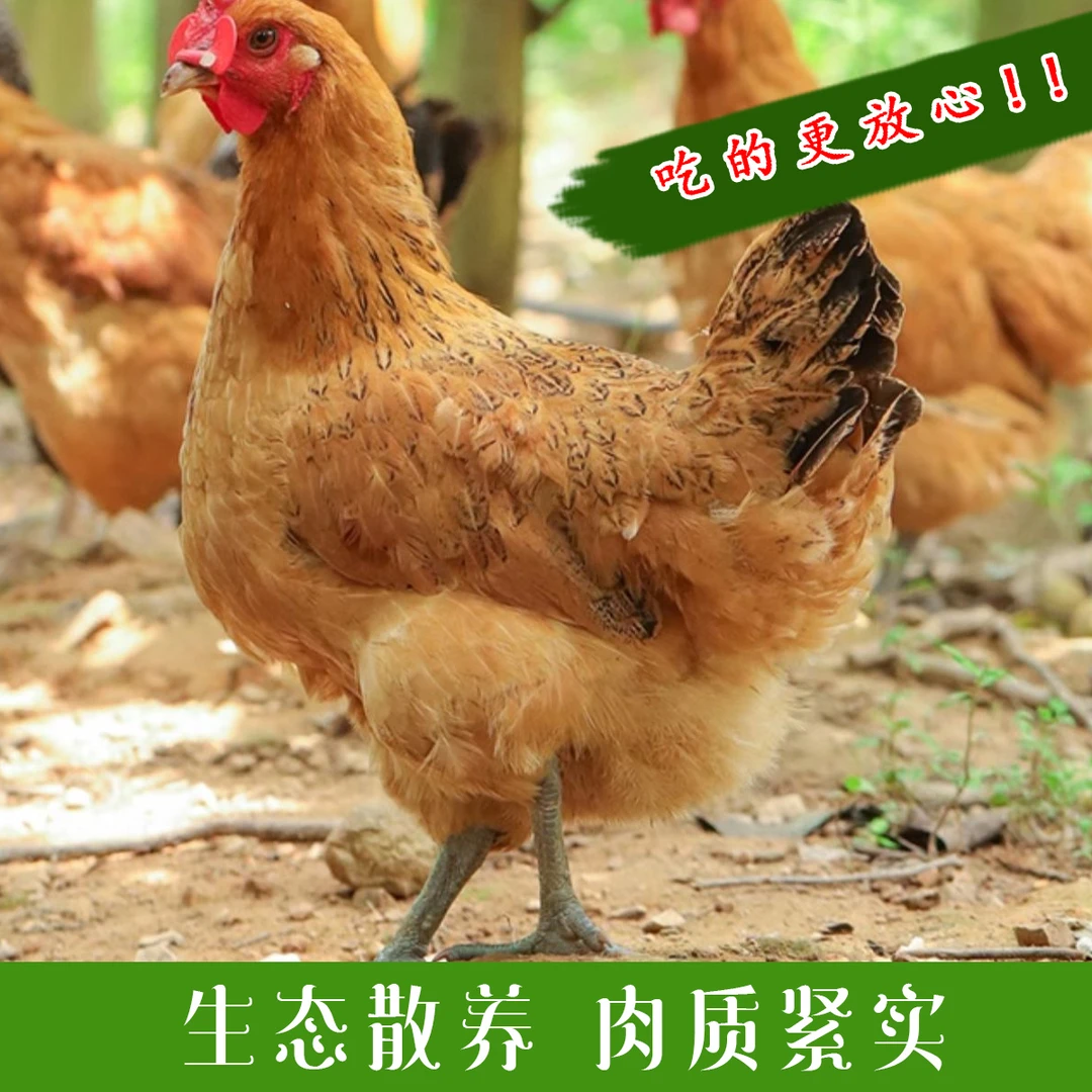 【二芬家】X山林散养2年黄油老母鸡毛重3.5-4斤现宰现杀净重2.5斤