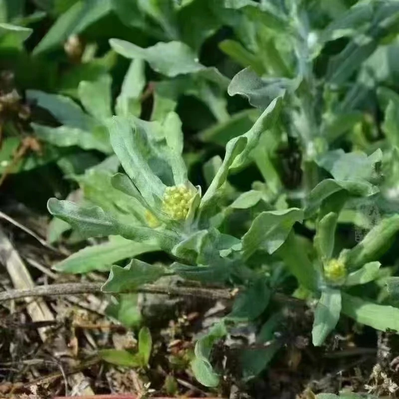 湘水人家时令野菜【包邮不拼运费】 !助农价格,喜欢中差评勿拍!