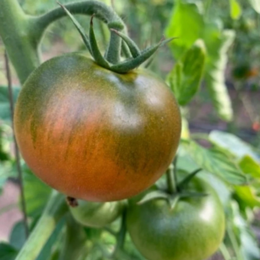 东北嘎拉柿子（7到8分熟发货）