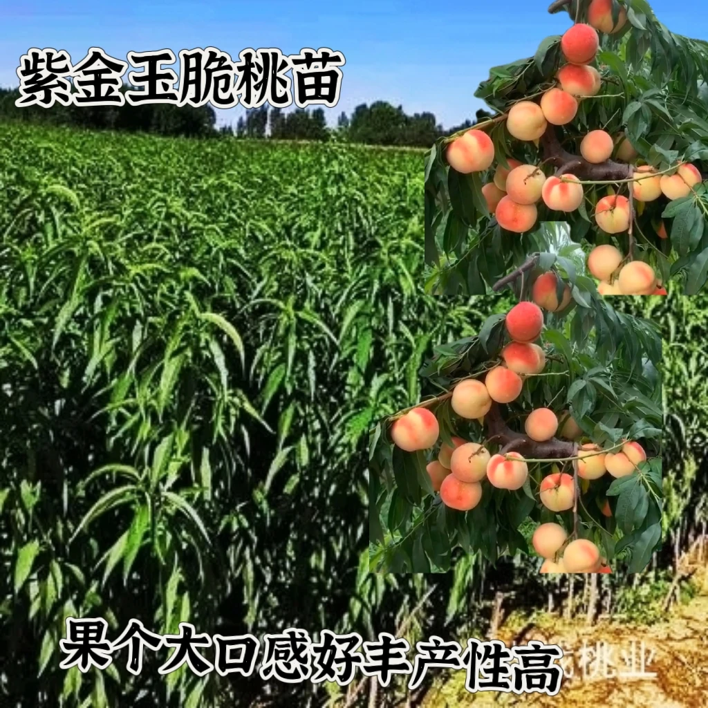 紫金玉脆桃苗桃树苗