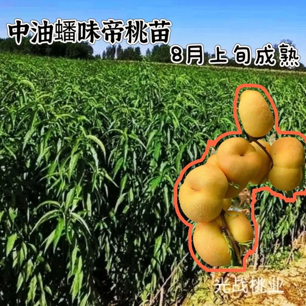 中油蟠味帝桃苗桃树苗
