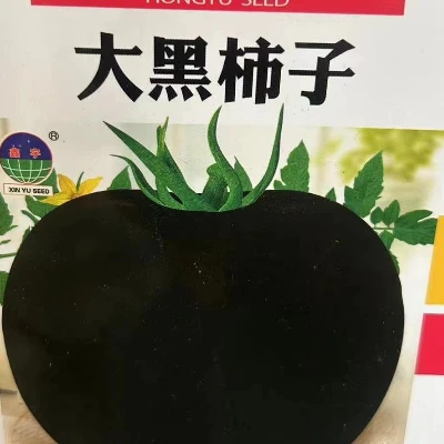 【柿子种子】黑柿子大果型甜柿子种子