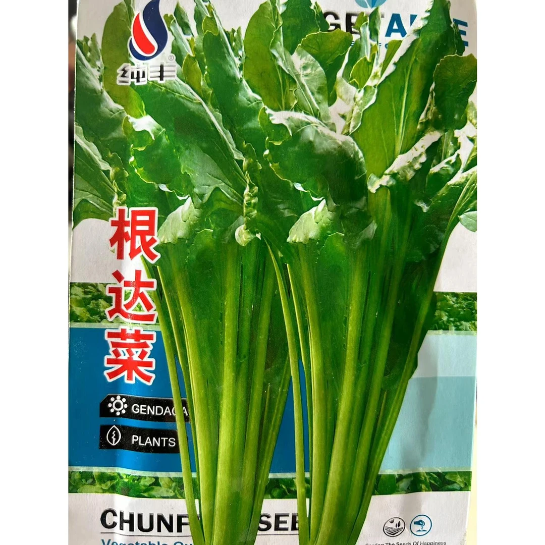 根达菜种籽四季牛皮菜蔬菜种籽
