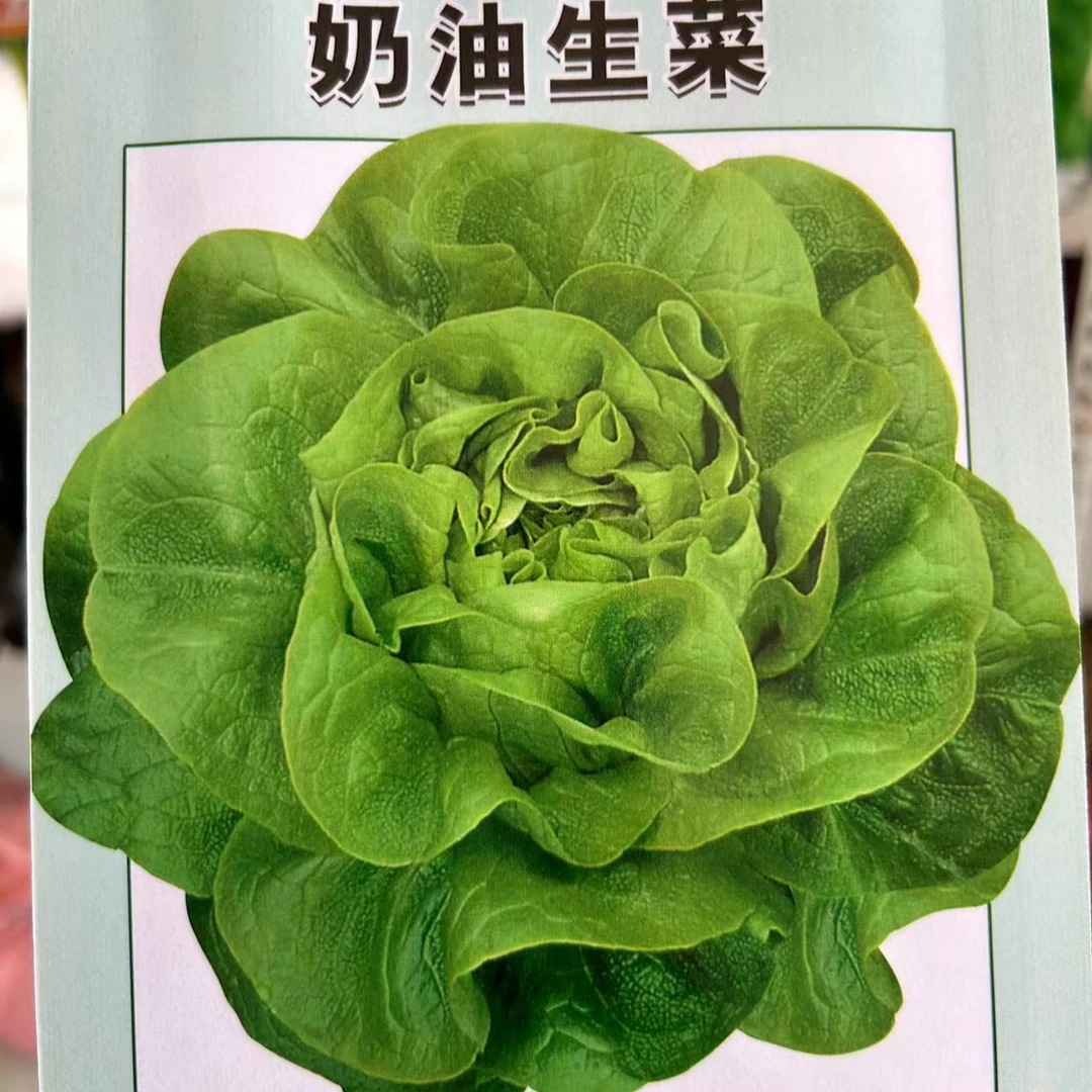 奶油生菜种子四季播种生菜易种植