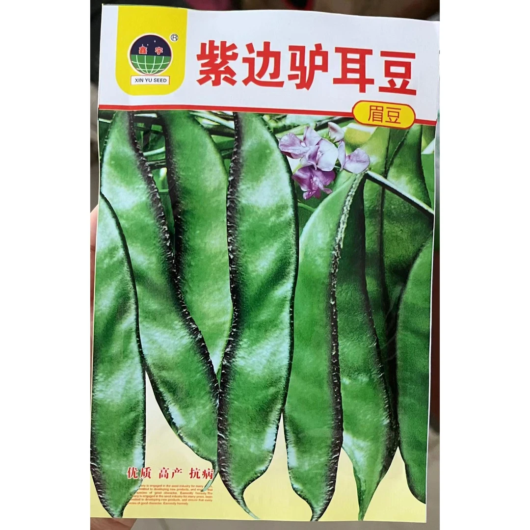 紫边驴耳豆眉豆（猪耳朵豆角）