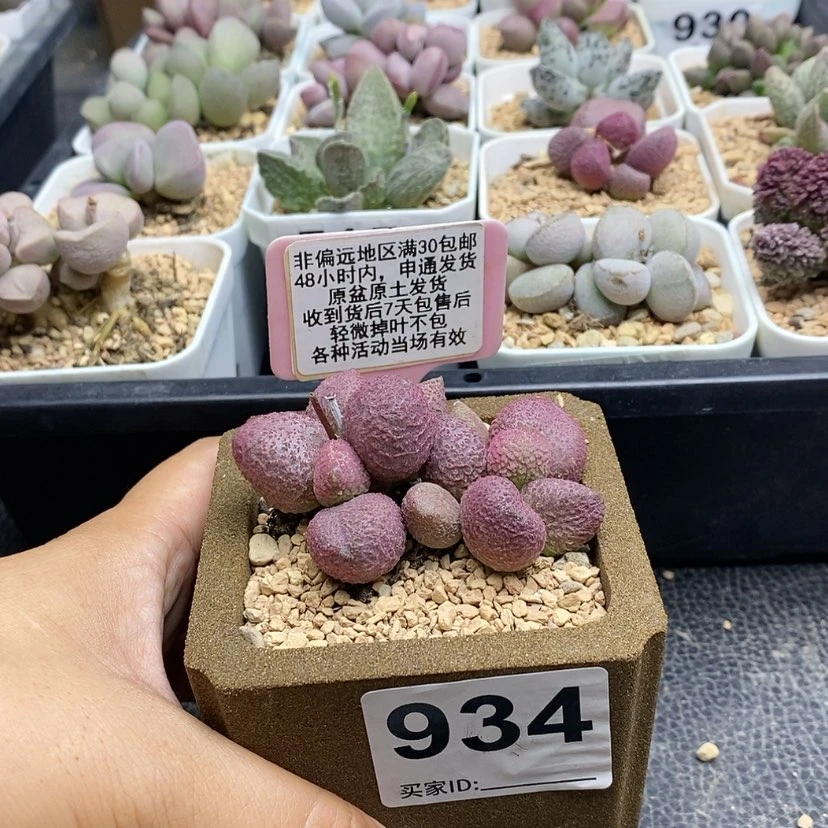 【闪购商品】934糖果
