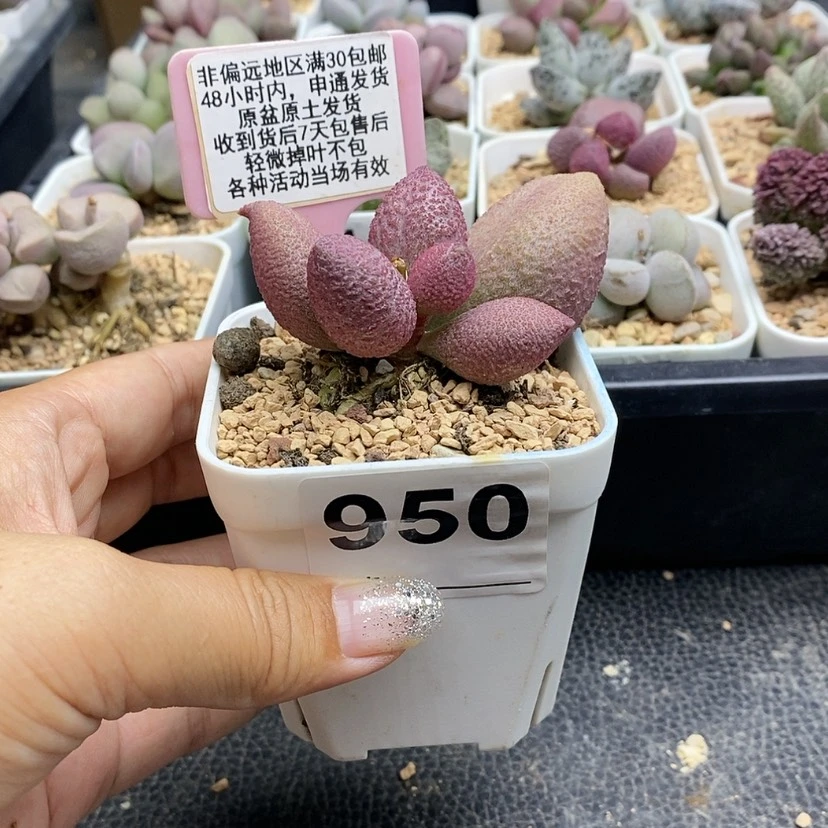 【闪购商品】950腹部