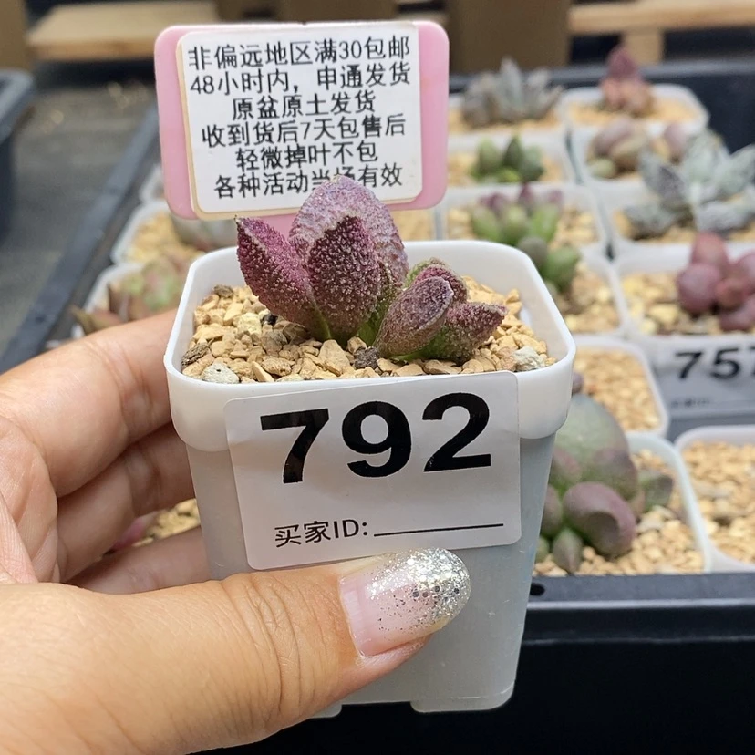 【闪购商品】792夜魔