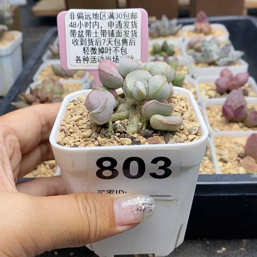 【闪购商品】803粉雪蛋