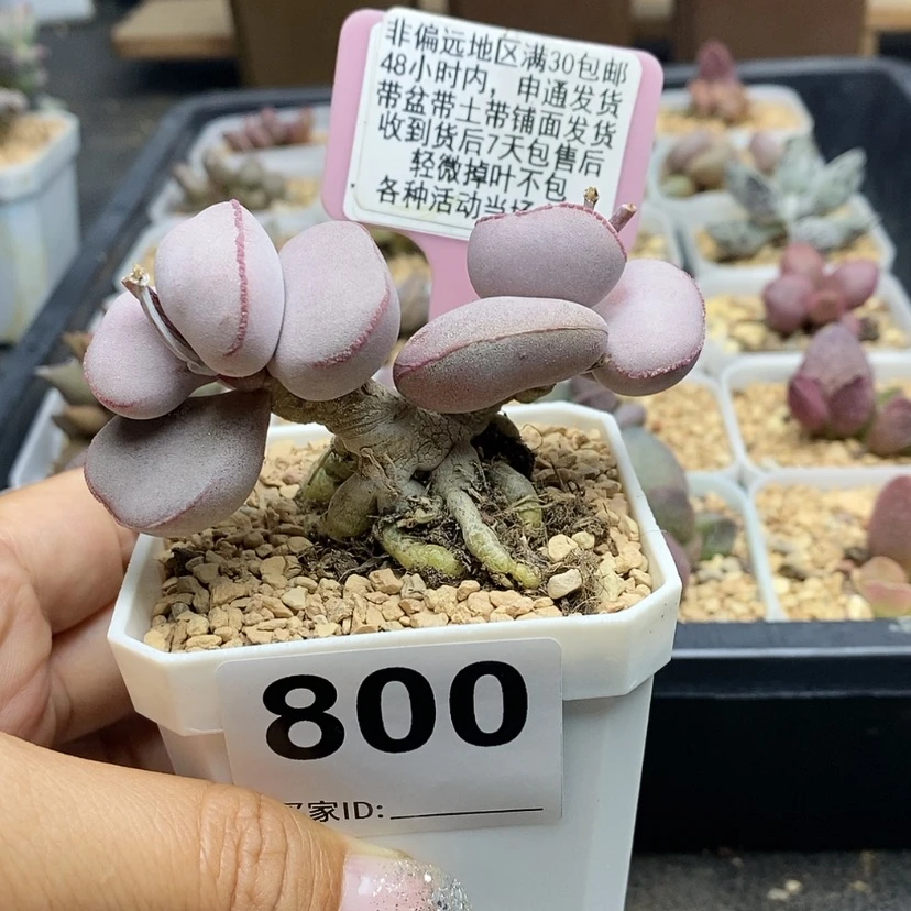 【闪购商品】800白肌红蛋