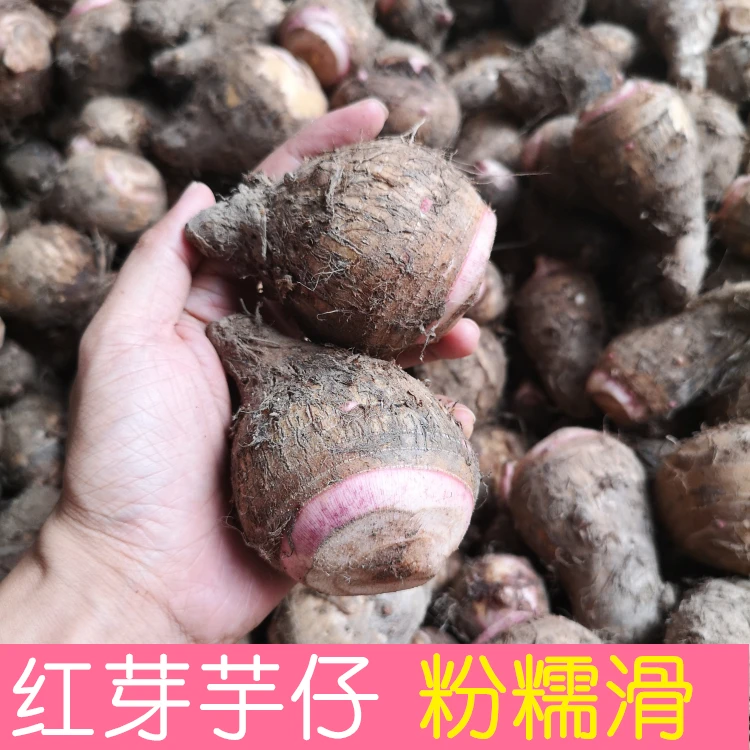 南雄本地红芽芋仔粤北韶关山区农家自种粉糯小芋子5斤