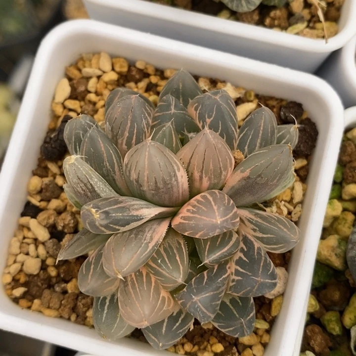 双头糊斑白霓虹灯玉露锦