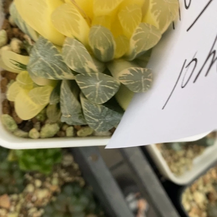 是**啊1624。