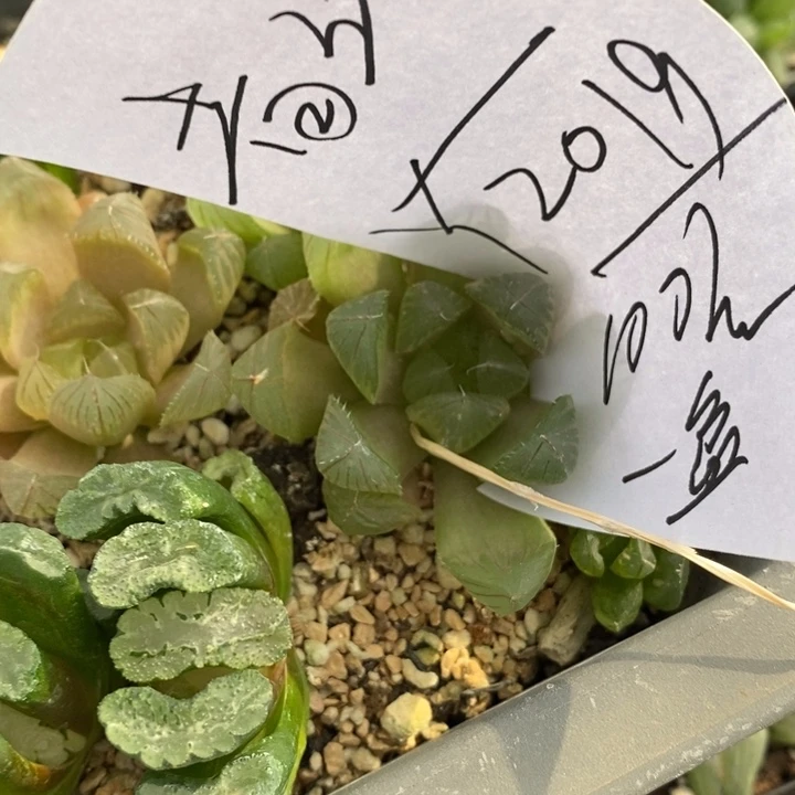 青*2019。