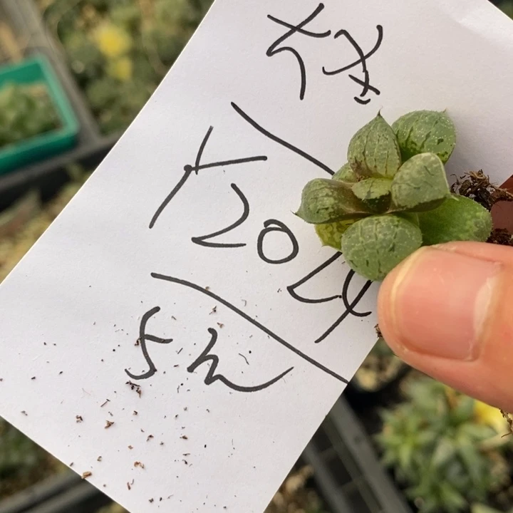 是**吖2024。