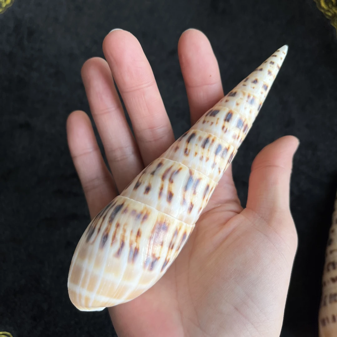 竹笋螺天然海螺鱼缸布景解压手把件手工DIY收藏知识科普礼品