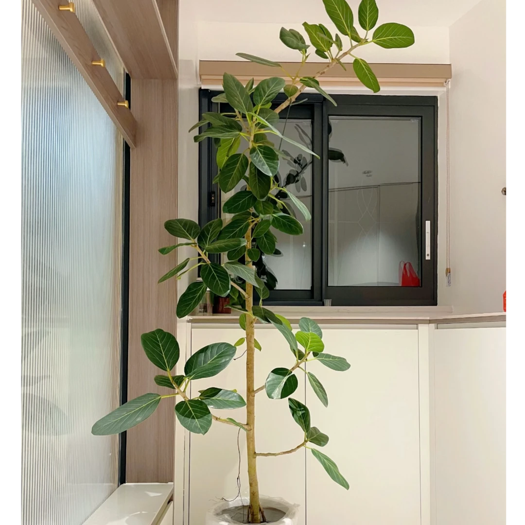 孟加拉榕橡皮树客厅绿植好养室内大型盆栽黄金榕高山榕落地摆好养