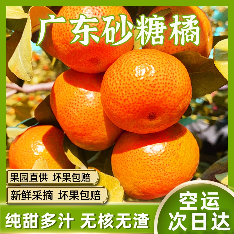 广东砂糖橘5/9斤沙糖桔新鲜水果蜜橘柑橘甜桔子皮薄多汁包邮
