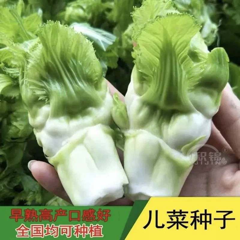 【秋季亏冲】新种脆嫩大头儿菜种子四季播娃娃菜多头榨菜种子儿子菜