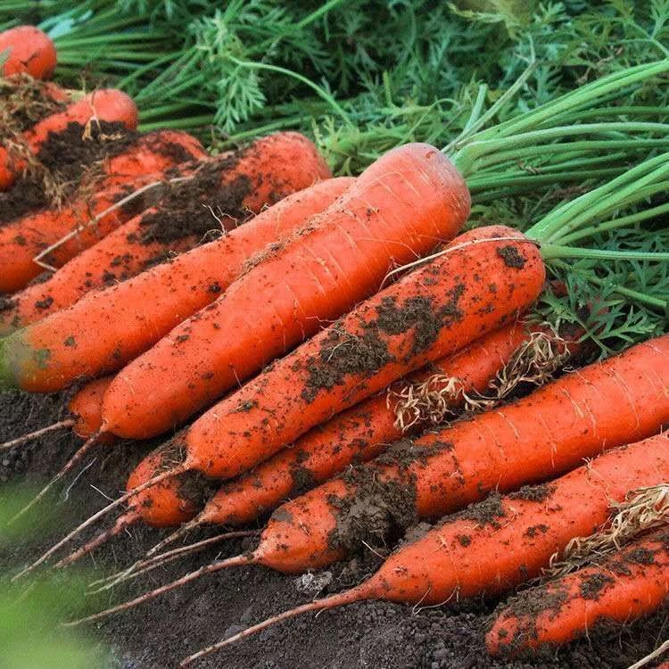 九寸三红胡萝卜水果蔬菜胡萝卜甜脆春秋田园蔬菜四胡萝卜种子