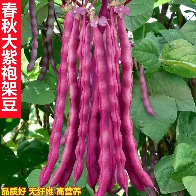 【全店满5包包邮】秋紫架豆种子无筋紫豆角种子紫泡沫