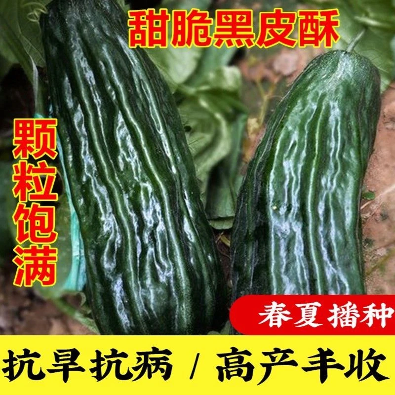 【全店满5包包邮】黑皮棱子酥瓜种子春季黑皮脆瓜梢瓜菜瓜种子 早熟